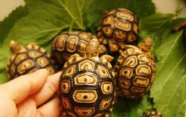 龜軟殼病 龜軟殼病