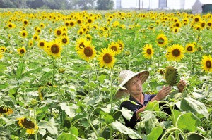 翁垟街道向日葵花田