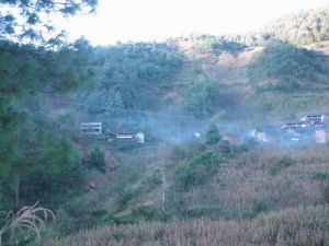 花紅樹村 花紅樹村