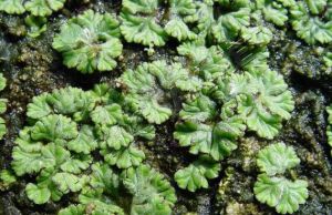 突果錢苔 突果錢苔