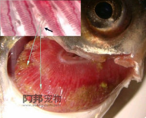 鉤狀指環蟲 鉤狀指環蟲