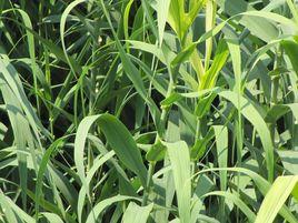 蘆竹[禾本目禾本科植物]