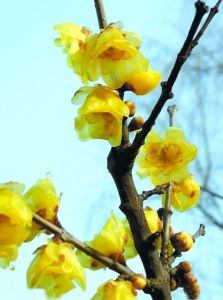 鄢陵蠟梅 鄢陵蠟梅