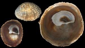 棘刺舟螺 棘刺舟螺