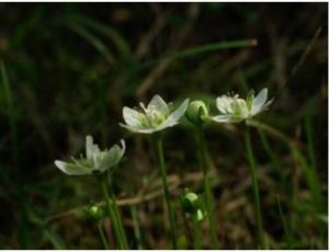 玉樹梅花草 玉樹梅花草