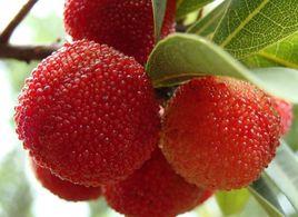 楊梅之鄉 楊梅之鄉