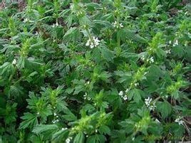 白花夏枯 白花夏枯