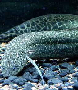 肺魚總目 肺魚總目