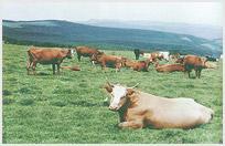 馬侖[馬侖草原]