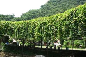 間序油麻藤 間序油麻藤