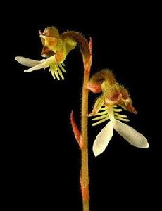 台灣銀線蘭 台灣銀線蘭