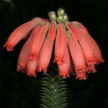 琉璃歐石楠(圖3)