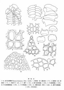 喜馬拉雅鞭苔 喜馬拉雅鞭苔