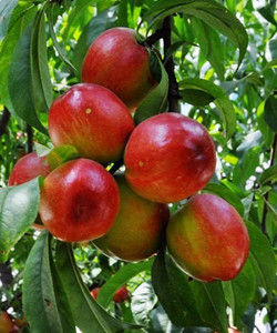 早紅珠油桃 早紅珠油桃