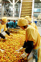 中糧新疆屯河股份有限公司