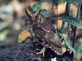 茶腹角鴞 茶腹角鴞