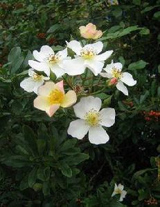 長尖葉薔薇 長尖葉薔薇