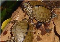 阿拉巴馬地圖龜 阿拉巴馬地圖龜