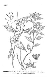 邕寧香草 邕寧香草