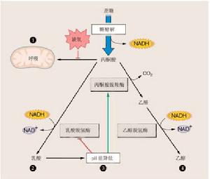 （圖）無氧呼吸