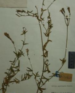 紡錘根蠅子草 紡錘根蠅子草