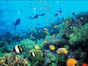 潛水者的天堂 詩巴丹島