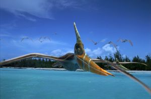 無齒翼龍科 無齒翼龍科