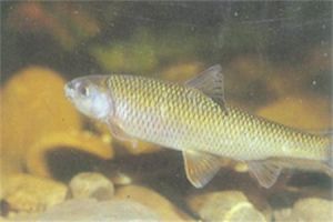 台灣鏟頜魚 台灣鏟頜魚