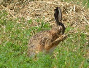 草兔喀麥隆亞種