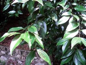 陰香樹 陰香樹