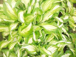 花葉玉簪 花葉玉簪