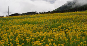 匍枝千里光 匍枝千里光