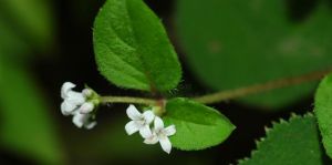 薄葉新耳草 薄葉新耳草