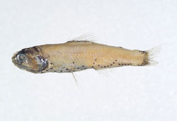 渡瀨眶燈魚