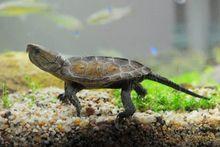 旋龜[爬行綱動物]