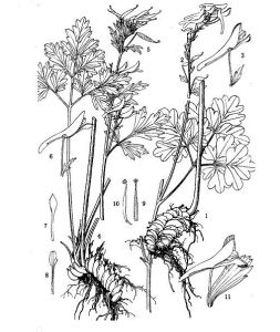 甘洛紫堇 甘洛紫堇