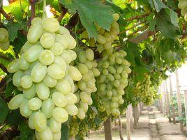 宣化牛奶葡萄 宣化牛奶葡萄