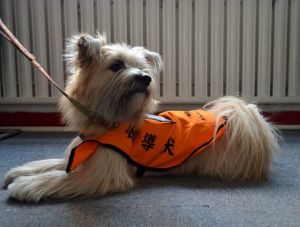 導聽犬 導聽犬