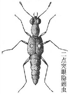 二點突眼隱翅蟲 二點突眼隱翅蟲