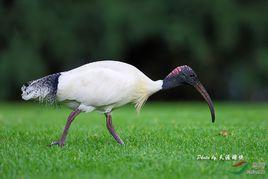 澳洲白䴉 澳洲白䴉