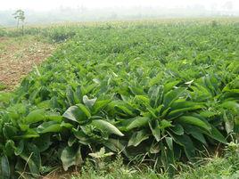 俄羅斯飼料菜 俄羅斯飼料菜