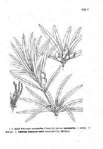 台灣羅漢松 台灣羅漢松