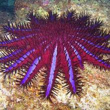 棘冠海星
