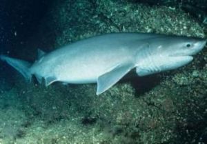 帚尾喙鱸 帚尾喙鱸