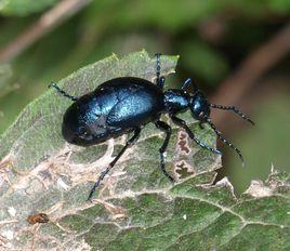 細刻短翅芫菁 細刻短翅芫菁