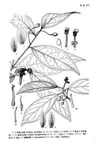 勐海山胡椒 勐海山胡椒