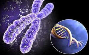 母體效應基因 母體效應基因