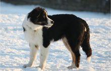 澳大利亞牧羊犬