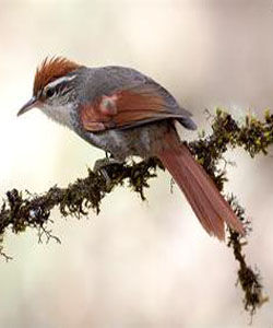 紋頰針尾雀 紋頰針尾雀