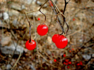 山東栒子 山東栒子